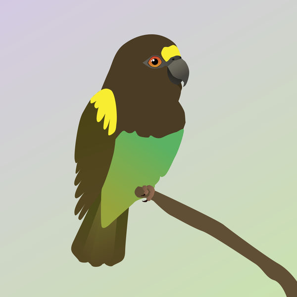 Meyer's Parrot Comics